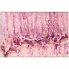Copeland Flamingo 1 ft. 8 in. x 2 ft. 6 in. Abstract Accent Rug by Addison Rugs 2 Copeland Flamingo 1 ft. 8 in. x 2 ft. 6 in. Abstract Accent Rug by Addison Rugs -Cozy Floor Style flamingo addison rugs area rugs hdkc16fl20x30 64 1000
